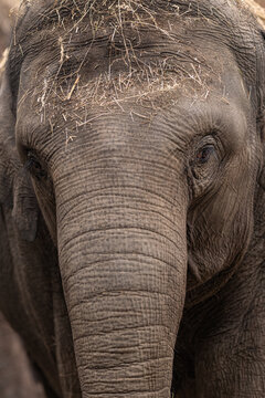 Indian elephant in detail on the head and eyes.