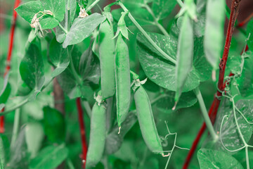 Green peas growing in the garden. Vibrant presence of green pea foliage