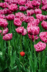 red tulips in the garden