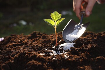 Woman fertilizing soil with growing young sprout outdoors, selective focus - obrazy, fototapety, plakaty
