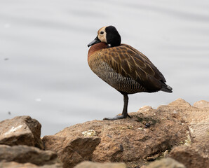 country goose branta canadensis