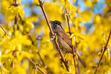 sparrow in a forsythia bush