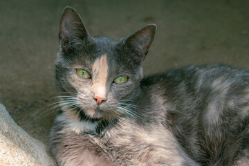 closeup of a cat lying on the floor