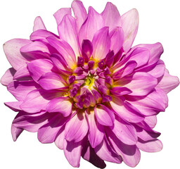Fototapeta premium pink dahlia flower