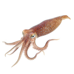 Squid on transparent background