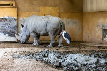 rhino with a marabou