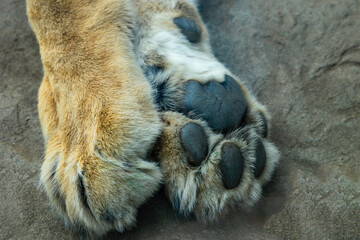 lioness paws