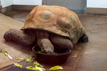 turtle eating its food