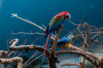 blue and yellow macaw