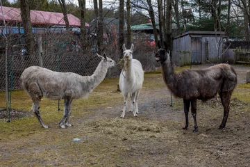 Deurstickers Three llamas gather © Alfredo