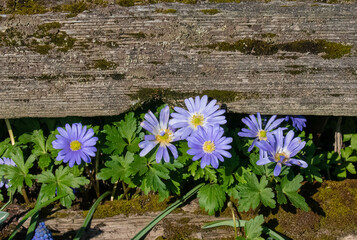 spring flowers in the garden