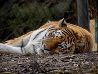 tiger in zoo facing forward laying down
