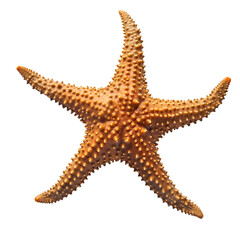Starfish on transparent background