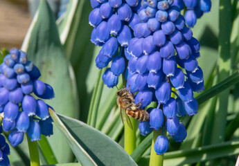 Honeybee on a Grape Muscari
