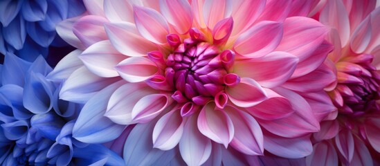 Pink and blue delicate flower petals surrounding a vibrant purple center in close-up view