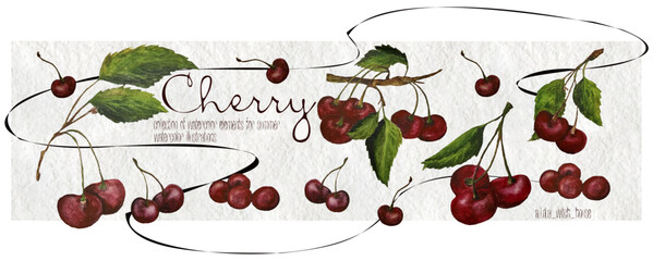 Cherry.Watercolor botanist illustration collection