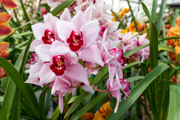 Orchid Insanity Kaylie Momo, pink flowers majestic Cymbidium House Plant. Blossom Halaenopsis Hyrid...