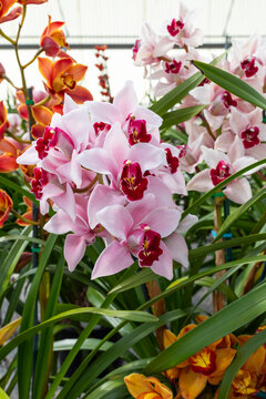 Orchid Insanity Kaylie Momo, pink flowers majestic Cymbidium House Plant. Blossom Halaenopsis Hyrid in Houseplant. Vertical Plane, Floriculture, Gardening