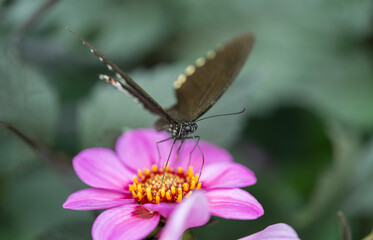 closeup of a butterfly on pink daisy flowers