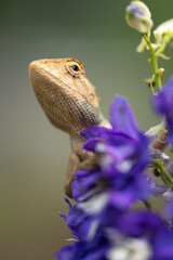 A lizard standing on Salvia farinacea