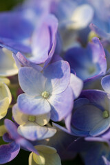 Blue hydrangea flower petals close-up.