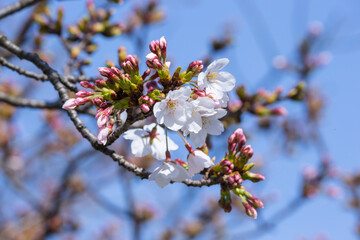 咲き始めの桜の花 ソメイヨシノ