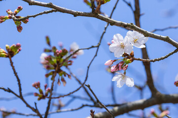 咲き始めの桜の花 ソメイヨシノ