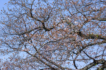咲き始めの桜の花 ソメイヨシノ