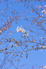 咲き始めの桜の花 ソメイヨシノ