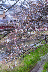 咲き始めの桜の花 ソメイヨシノ