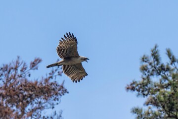 青空バックに大声で泣きながら飛ぶクマタカ幼鳥