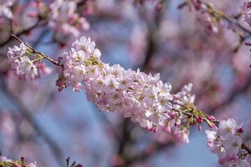 光を浴びて輝く満開のピンクの桜の花