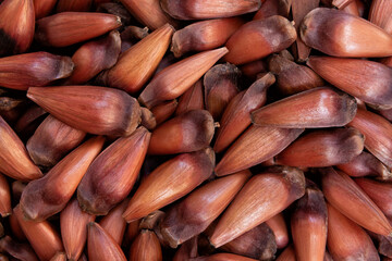 Pine nuts or Pinhao