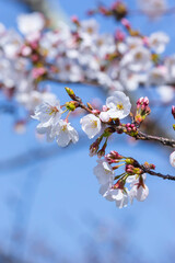 綺麗に咲いた桜の花 ソメイヨシノ