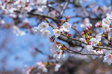 Fototapeta premium 綺麗に咲いた桜の花 ソメイヨシノ