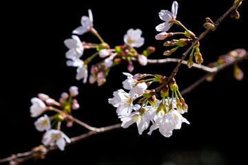 綺麗に咲いた桜の花 ソメイヨシノ