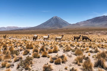 Foto auf Alu-Dibond llamas alpacas in a row © Benjamin Larrain