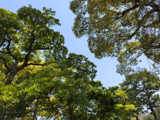 都心散歩　浜離宮恩賜公園　春うらら