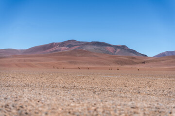 Fototapeta na wymiar llamas in the desert wildlife