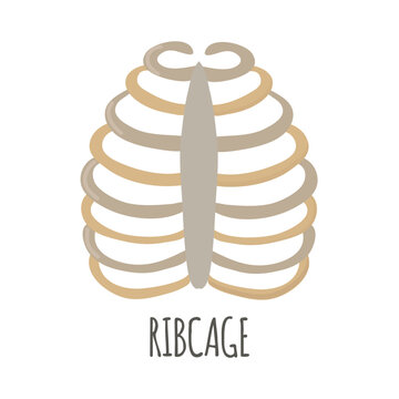 Ribcage icon clipart avatar logotype isolated vector illustration