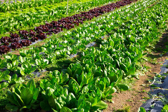 Geen chard growing in rows in a field on a vegetable farm