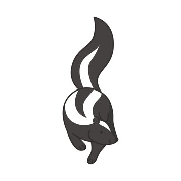 recommend clip art: Vector illustration of a skunk