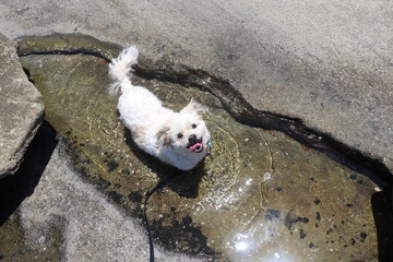 Happy dog at beach
