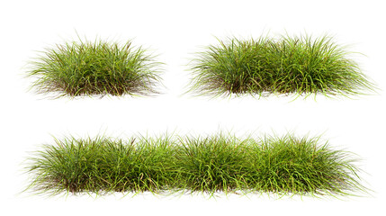 Verdant grass tufts row set on transparent background 3d illustrations png © Krit