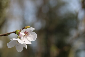 Image with dainty cherry blossoms in the lower left corner