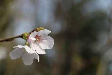 Cherry blossoms herald the arrival of spring