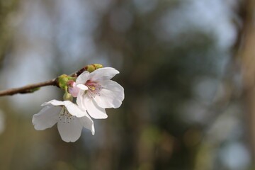 Cherry blossoms facing sideways and face down