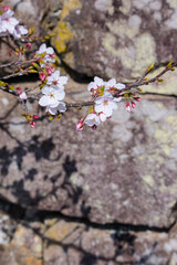 咲き始めの桜の花と石垣 ソメイヨシノ