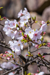 咲き始めの桜の花と石垣 ソメイヨシノ