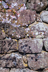 咲き始めの桜の花と石垣 ソメイヨシノ